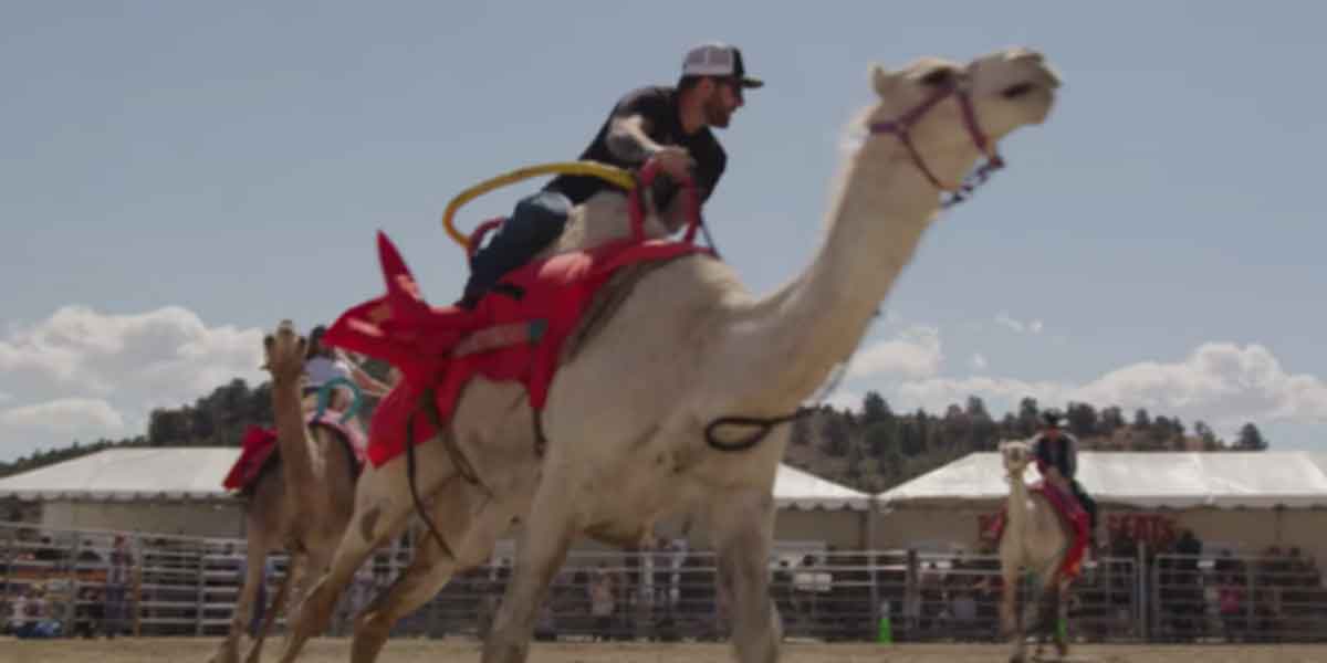 Camel Racing In Virginia City, Nevada – Is A Real Thing!