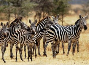 TANZANIA - JULY 23: A herd of Common Plains Zebra (Grant's) Grumeti, Tanzania. (Photo by Tim Graham/Getty Images)