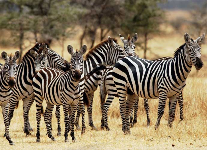 Tanzania’s Serengeti National Park Named Third Best Nature Destination In the World For 2023