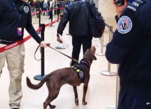 TSA passenger screening by canine (Image: Wikimedia)