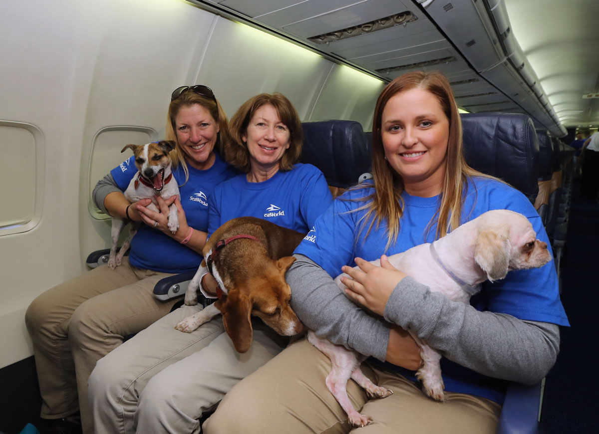 Flying With Your Dog: Airline Rules & What Experts Say About Dog Nutrition Pre-Takeoff